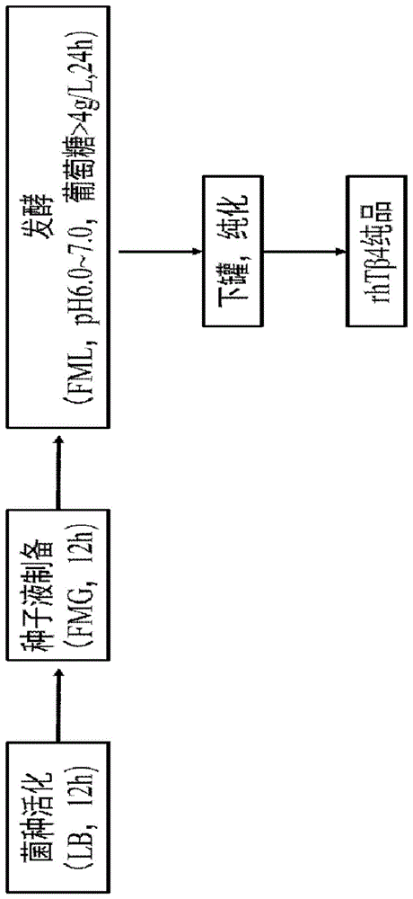 在E.coli中实现rhTβ4完全乙酰化修饰表达的中试生产发酵方法与流程