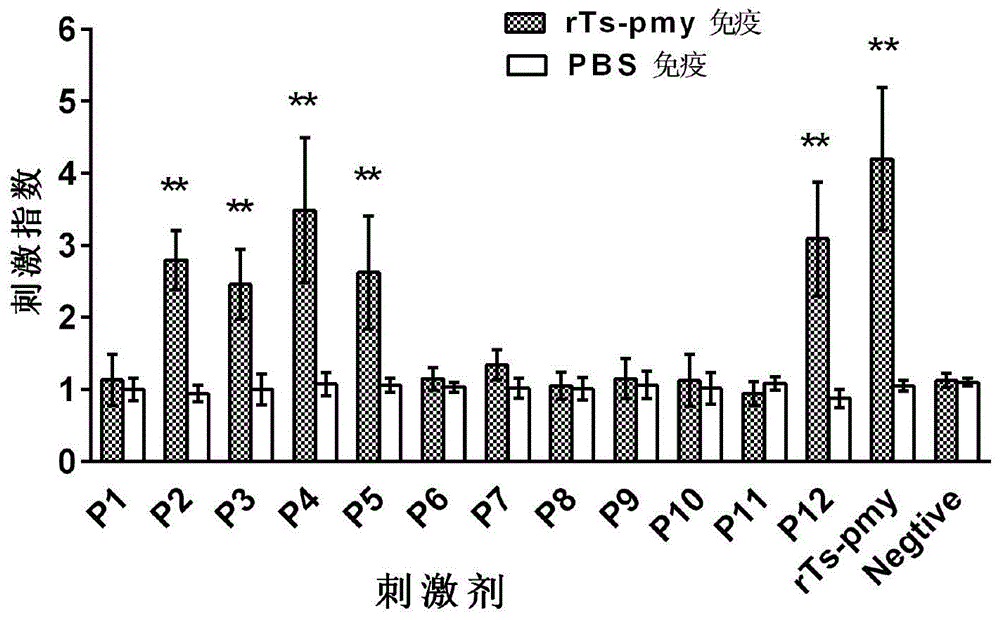 旋毛虫副肌球蛋白H-2d限制性Th表位P5、其组合物及应用的制作方法