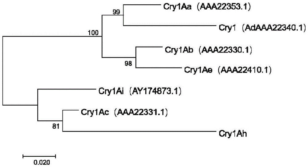 Cry1Ah1蛋白的单克隆抗体及其应用的制作方法