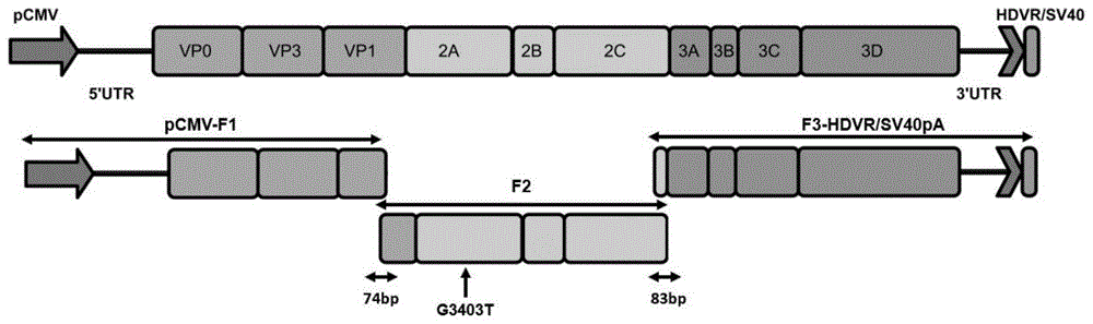 一种快速构建3型鸭甲肝病毒反向遗传株的方法与流程