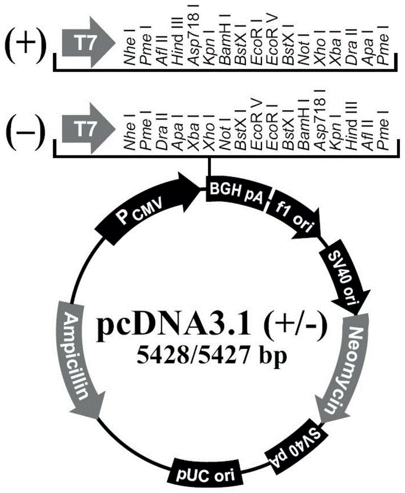 一种调控蛋鸭卵泡发育的长链RNA Lnc-13814及其应用的制作方法