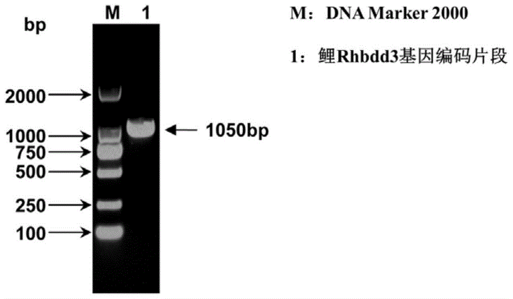 分离的鲤抗病毒蛋白Rhbdd3及其抗病毒活性的制作方法