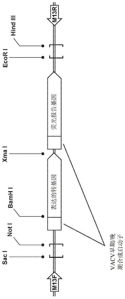 用于治疗癌细胞的组合物及其方法与流程