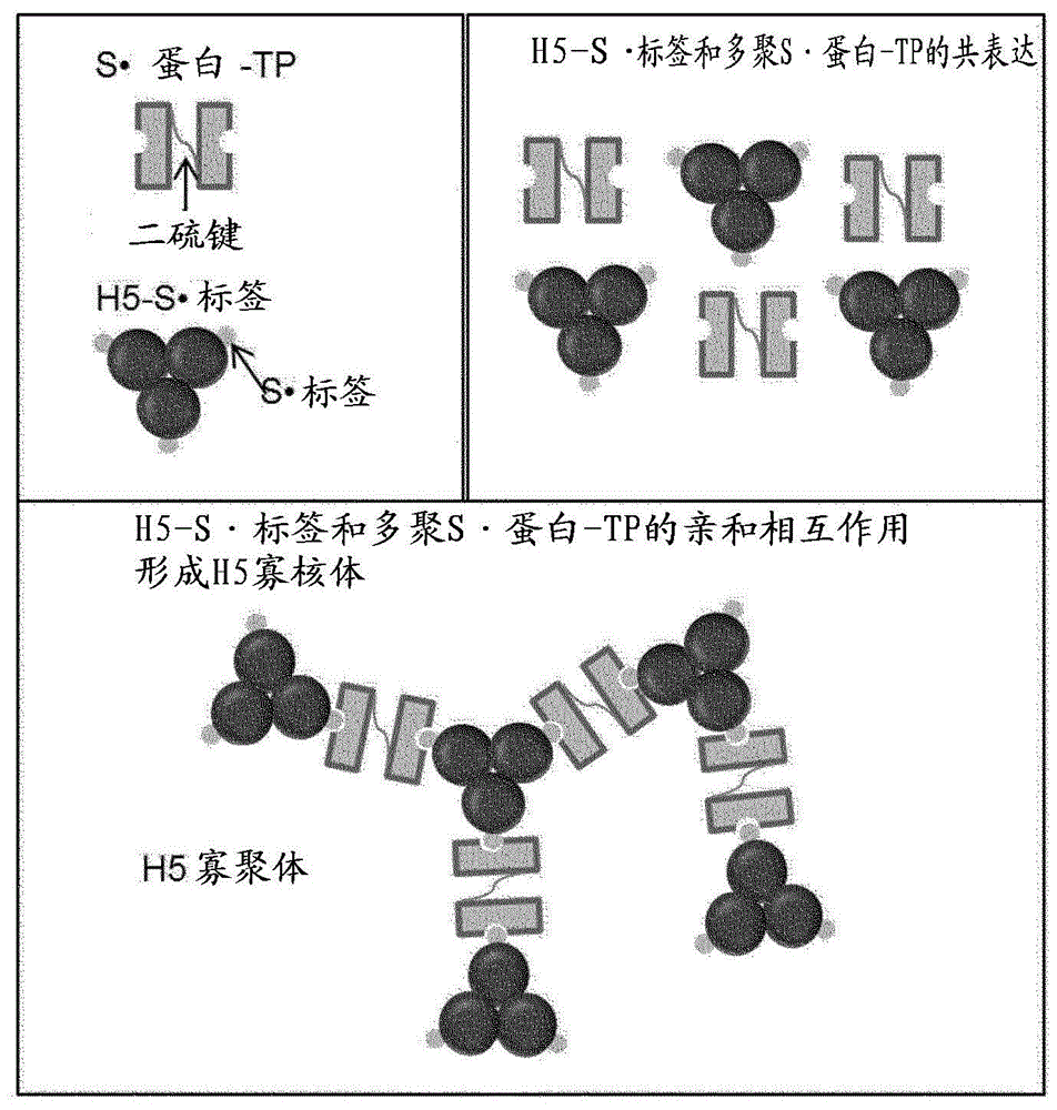 通过S-标签-S-蛋白融合物的来自植物的寡聚体疫苗的制作方法