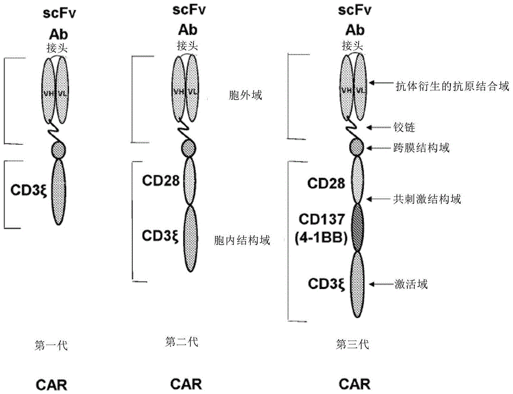 CD47-CAR-T细胞的制作方法