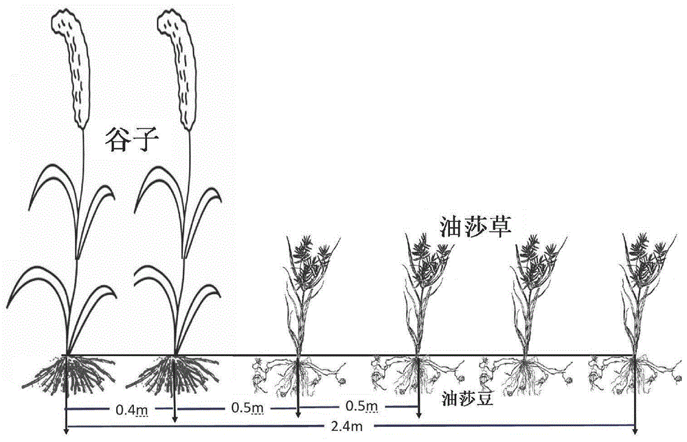 一种风沙区油莎豆与谷子间作防风蚀种植方法与流程