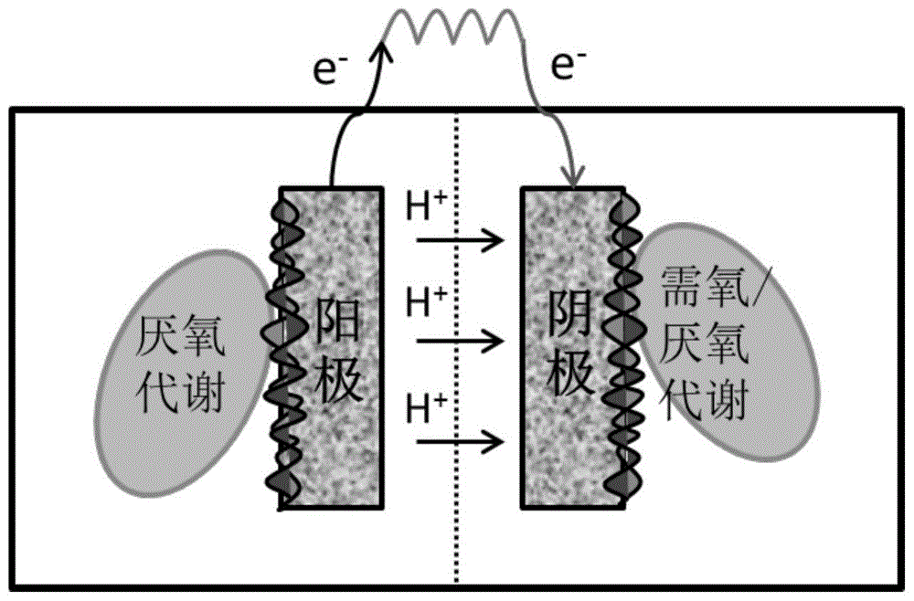 一种具有整体污泥收集装置的微生物电化学系统的制作方法