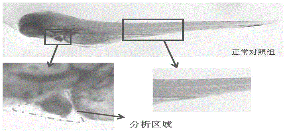 一种地龙蛋白肽及其制备方法和应用与流程