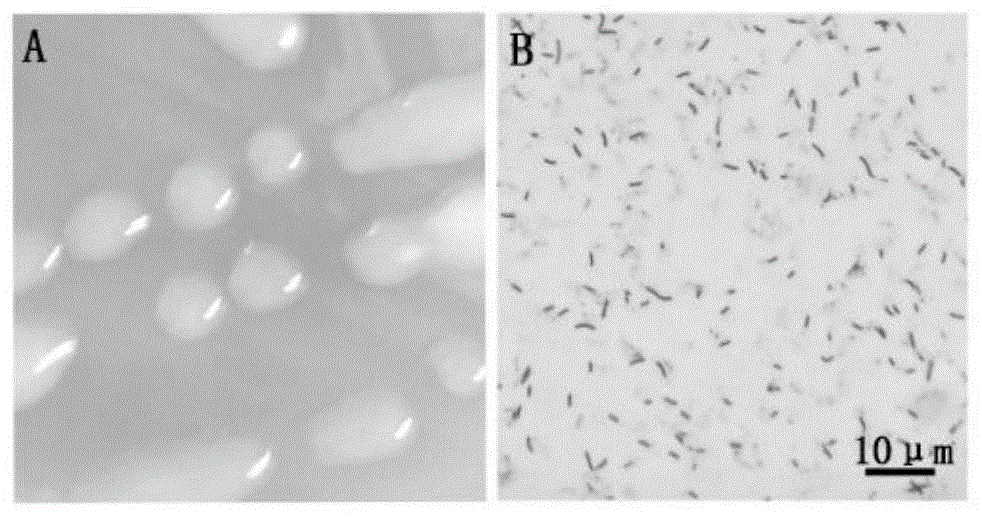 一株广谱抗病的贝莱斯芽孢杆菌及其应用的制作方法