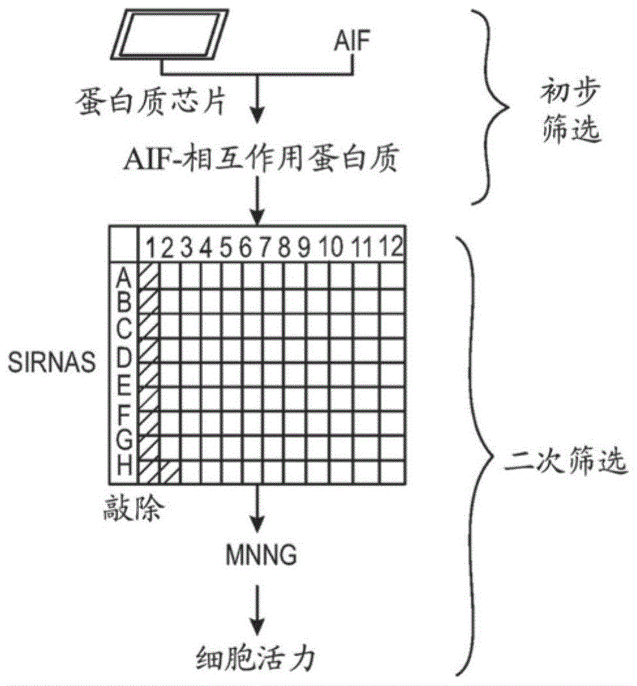 MIF抑制剂及其使用方法与流程