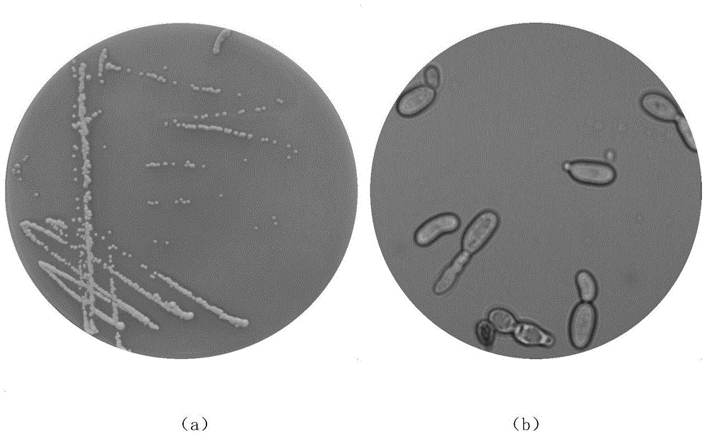 一种嗜低温产香特性突出的美极梅奇酵母及其应用的制作方法