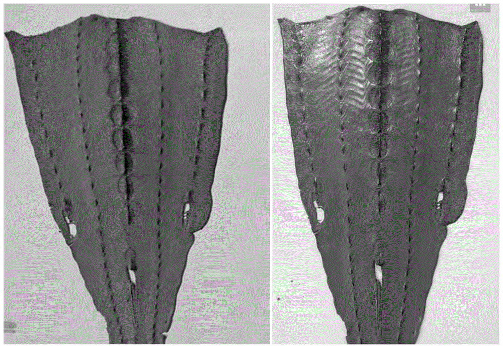 一种鲟鱼皮革镜面涂饰方法与流程