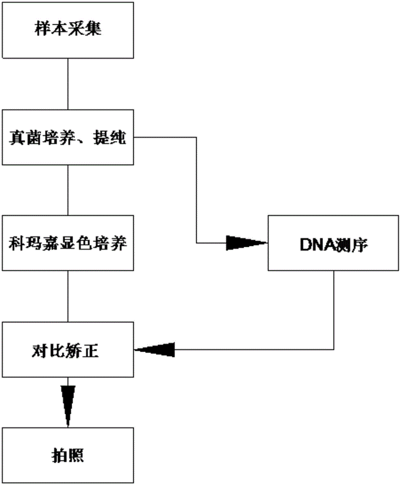 一种基于科玛嘉培养的真菌的数据采集方法与流程