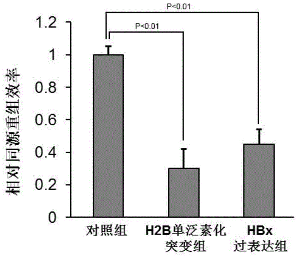 组蛋白H2B单泛素化用于鉴定同源重组修复缺陷的用途的制作方法