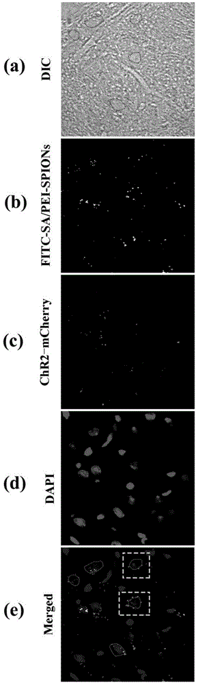 一种控制氧化铁纳米粒子在动物脑内分布及其荧光检测方法与流程