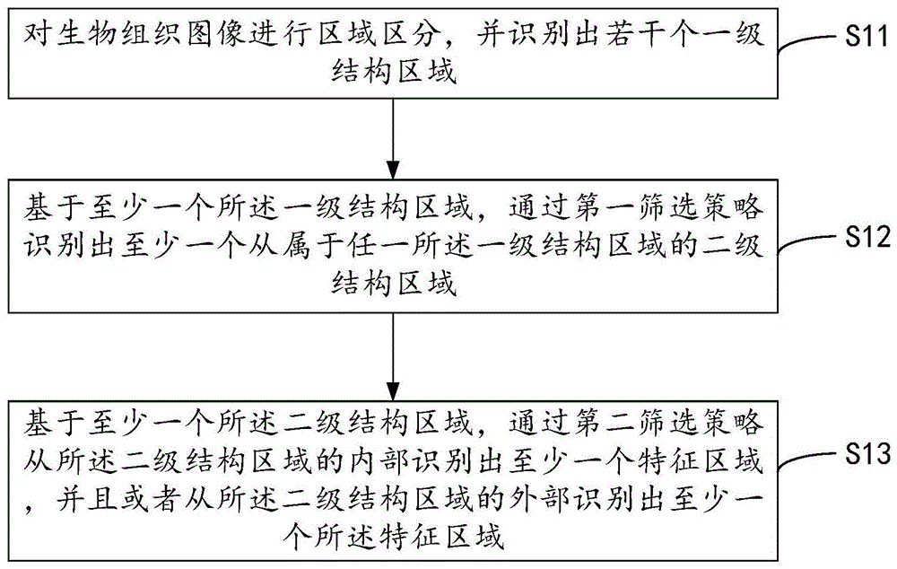 生物组织图像的识别方法及装置与流程