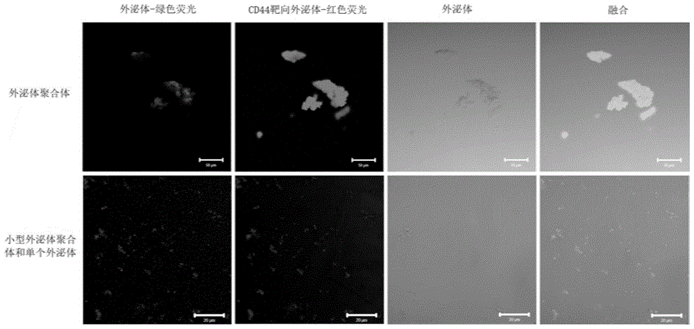 靶向外泌体及制备方法、应用、药物递送系统和药物与流程