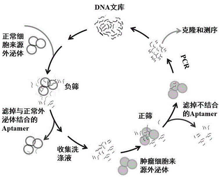 基于粒径选择法的胞外囊泡表面蛋白特异适配体筛选技术的制作方法