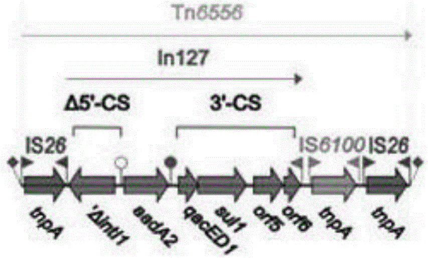 一种原噬菌体染色体上的新型转座子的制作方法