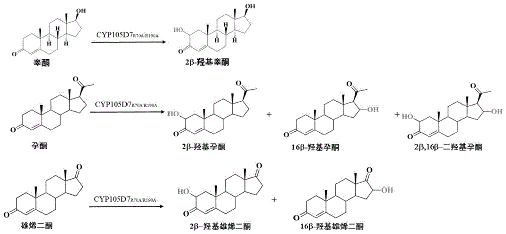 一种生物转化类固醇类化合物获取羟基化化合物的方法与流程