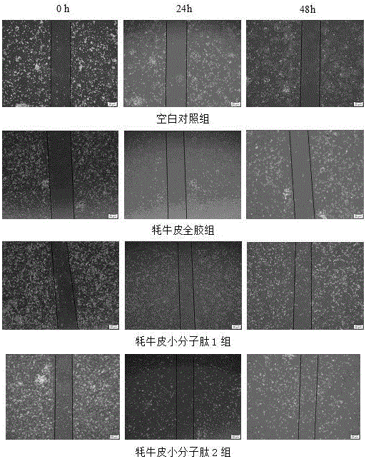 一种促进骨髓基质细胞增殖的动物皮小分子肽制备方法与流程