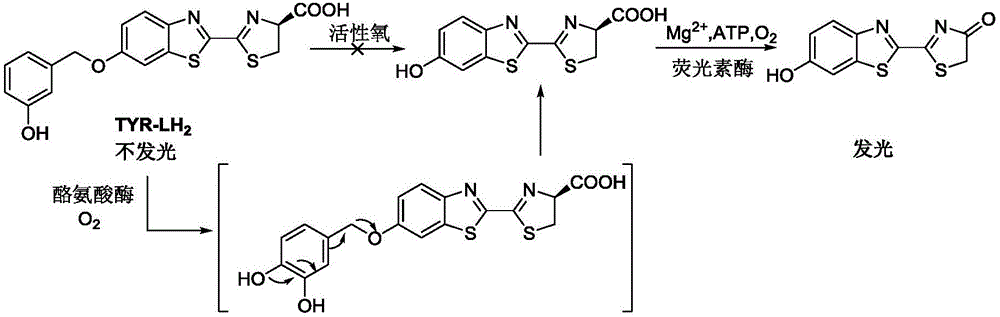 酪氨酸酶生物发光探针及其制备方法和应用与流程