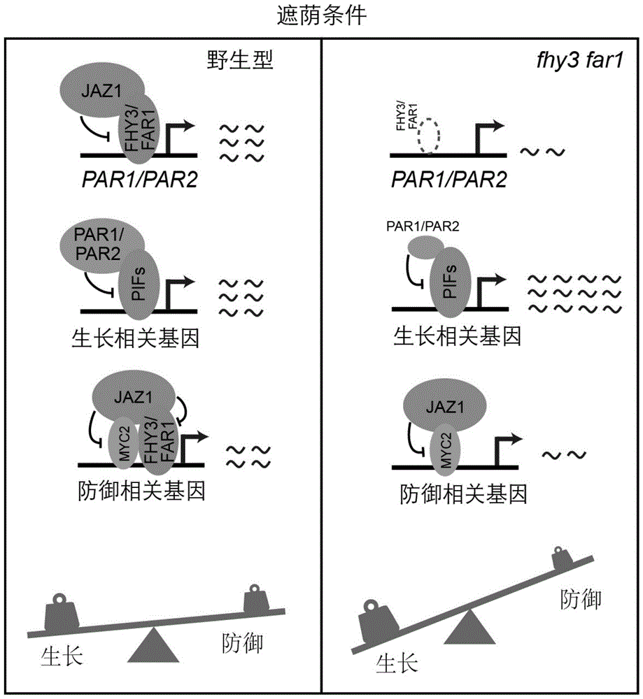 FHY3/FAR1蛋白在调控植物生长和防御平衡中的应用的制作方法