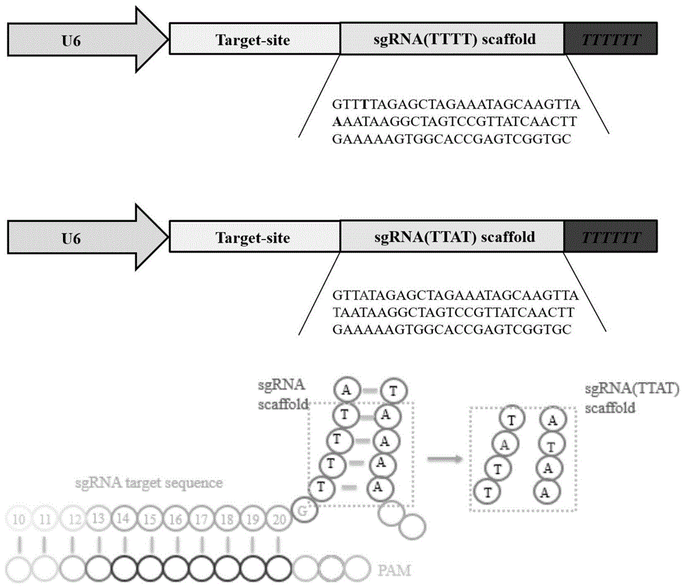 一种双碱基突变的高活性sgRNA骨架、sgRNA骨架载体及其应用的制作方法