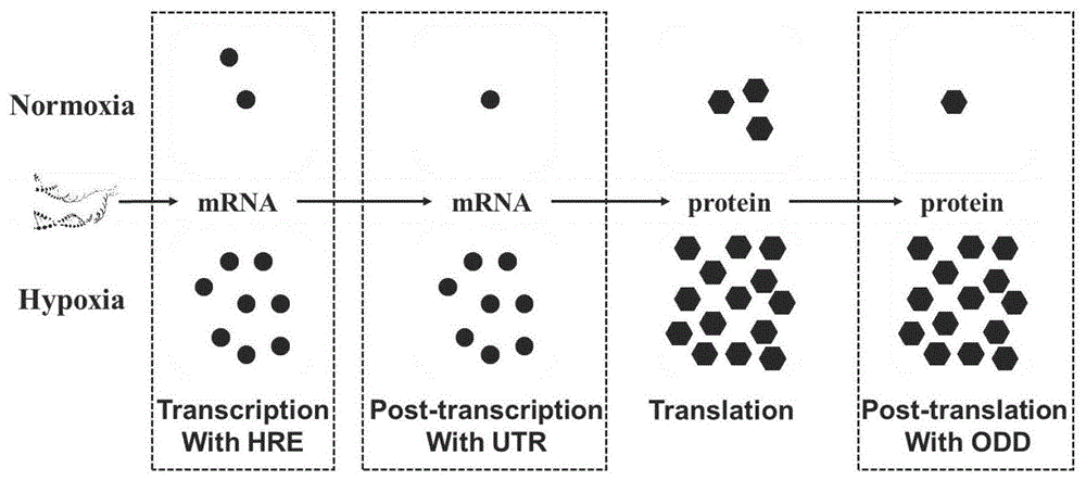 转录、转录后和翻译后多水平低氧调控基因、应用及其调控方法与流程