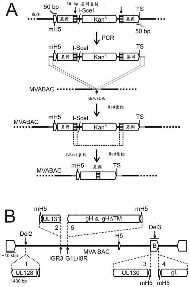 一种递送UL128复合体和预防CMV感染的MVA疫苗的制作方法