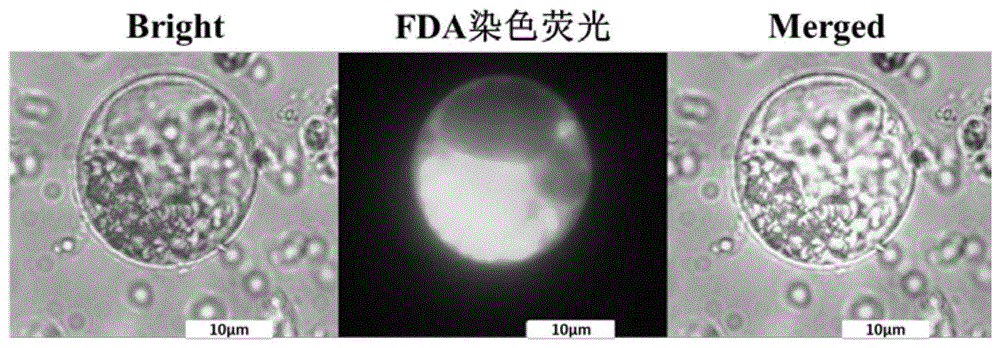 一种大豆原生质体的制备和转化方法与流程