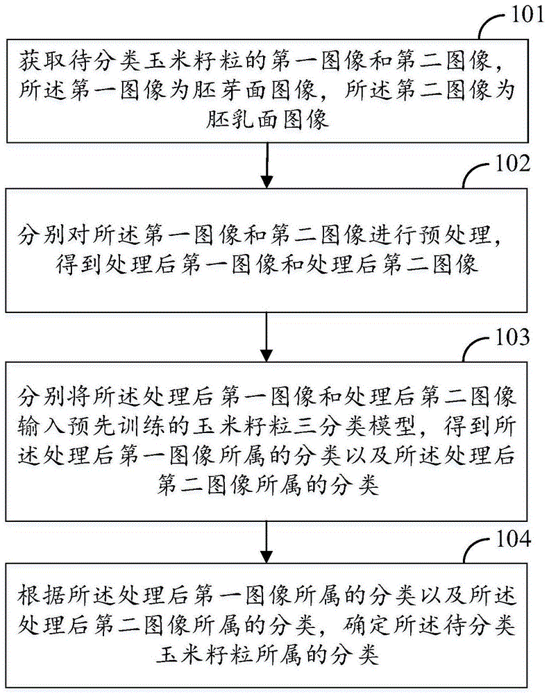 一种玉米籽粒分类方法、装置、介质及设备与流程