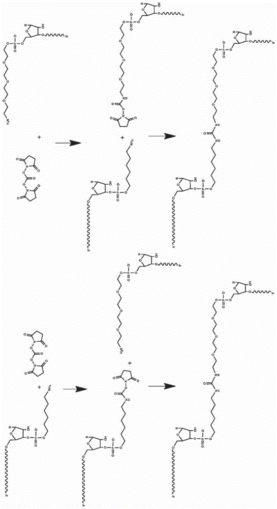 合成的指导分子、组合物和与其相关的方法与流程