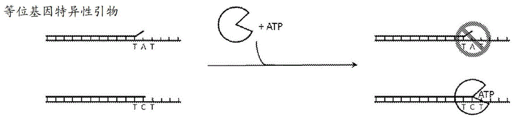 核酸的等位基因特异性捕获的制作方法