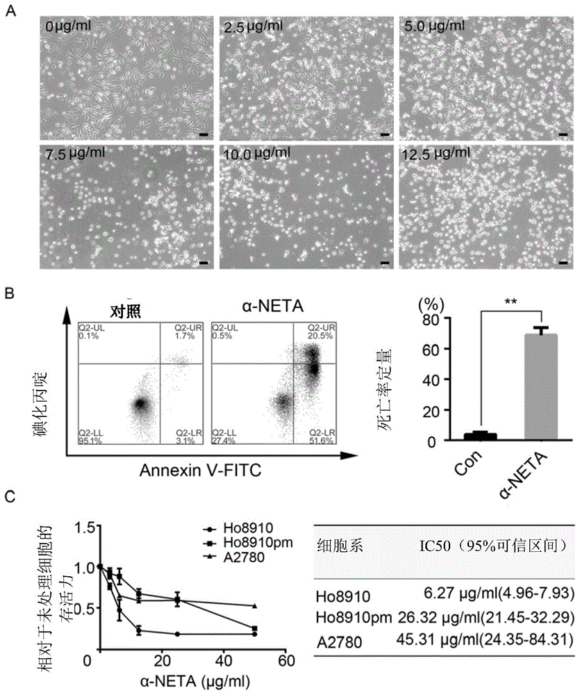 α-NETA在诱导细胞死亡中的应用的制作方法
