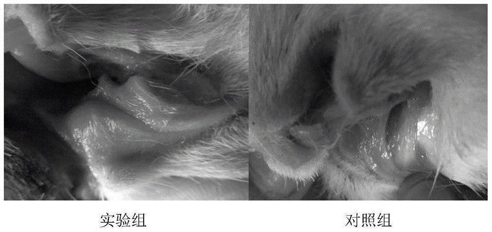 一种治疗口腔黏膜类疾病的药物组合物及制备方法和用途与流程