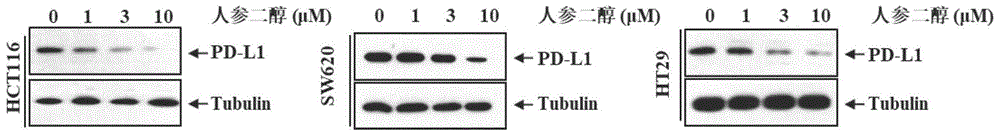 人参二醇在制备抑制PD-L1、肿瘤细胞增殖蛋白的表达的药物中的应用的制作方法