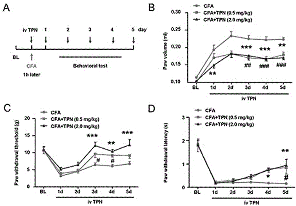 一种雷公藤内酯酮减轻CFA诱导的小鼠痛敏反应的方法与流程