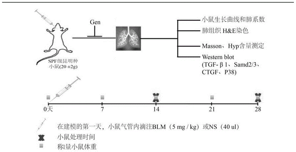 京尼平苷在制备抗肺纤维化药物中的应用的制作方法