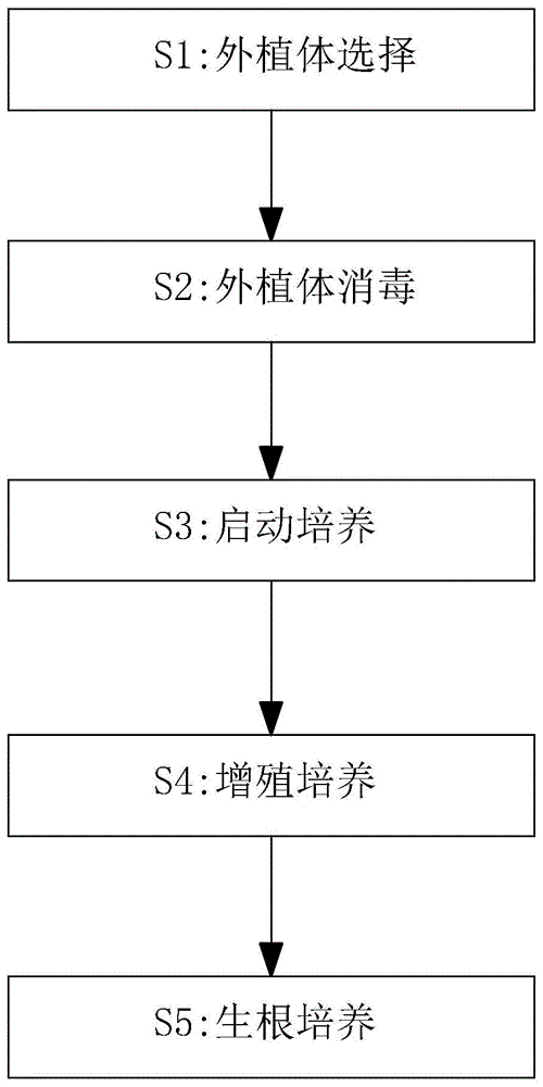 一种河桦热度拉的商业组织培养育苗方法与流程