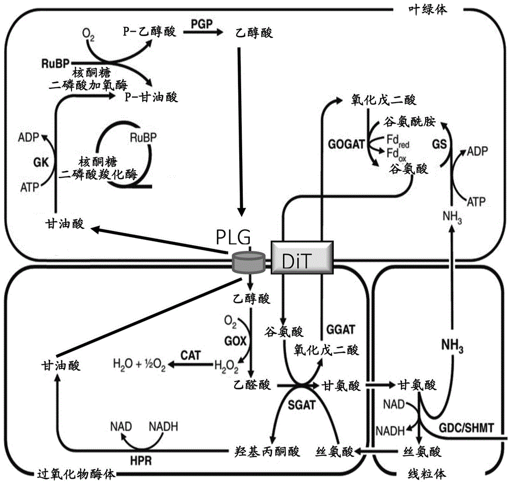 具有提高的光呼吸效率的植物的制作方法