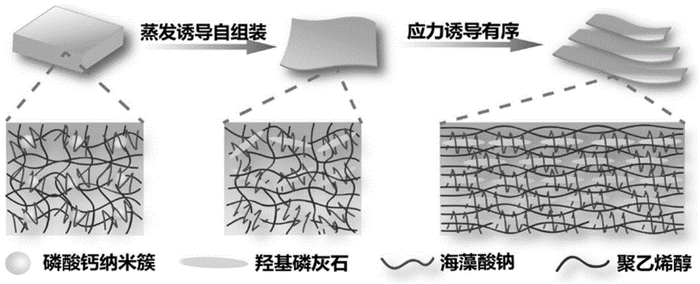 一种高强韧仿生肌肉水凝胶材料及其制备方法和应用与流程