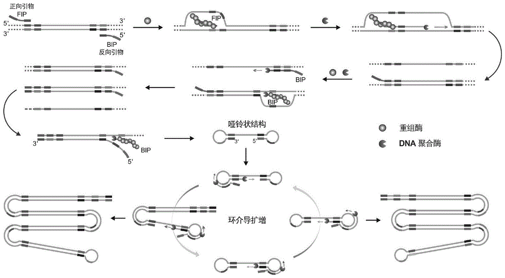 基于重组酶的环介导扩增方法与流程
