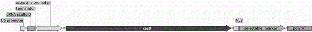 转导cas9基因到哺乳动物细胞进行基因编辑的方法与流程