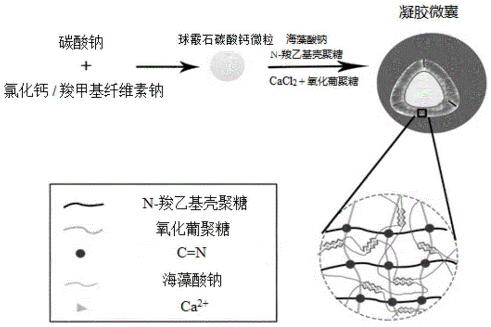 一种多糖凝胶微囊及制备方法与流程