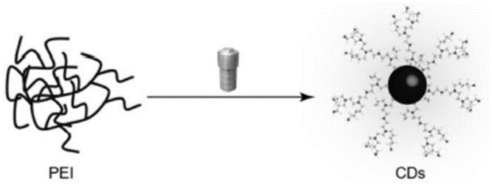 一种碳量子点荧光探针、试纸及其在桑色素检测中的应用的制作方法