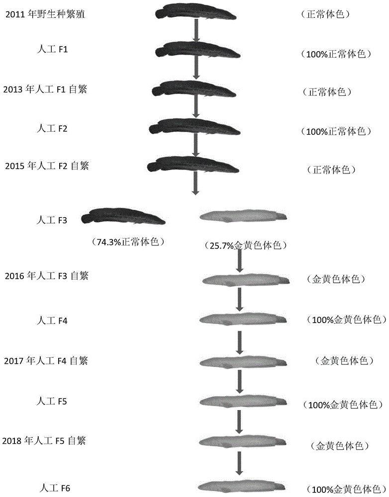 一种金黄色乌鳢的制种方法与流程