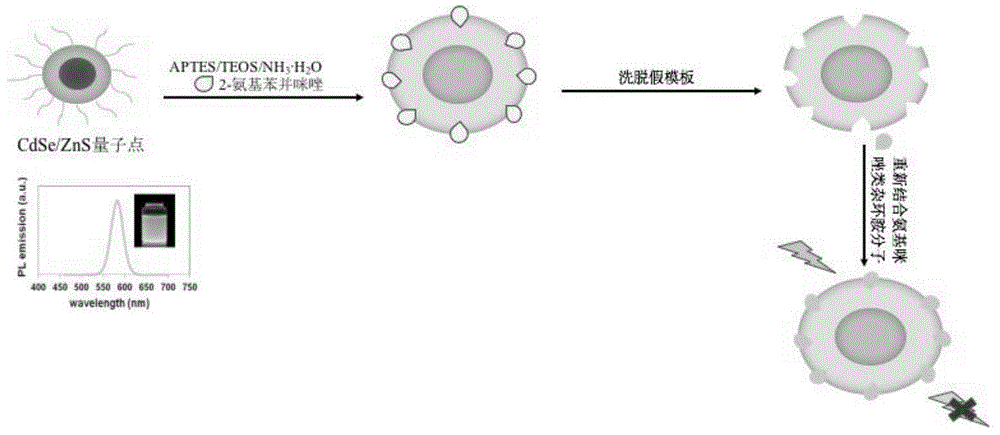 一种2-氨基苯并咪唑假模板分子印迹荧光传感材料的制备方法及其应用与流程