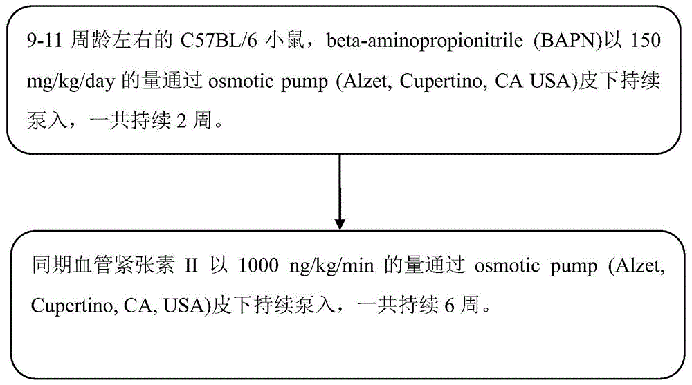 一种胸腹主动脉瘤小鼠模型的制备方法与流程