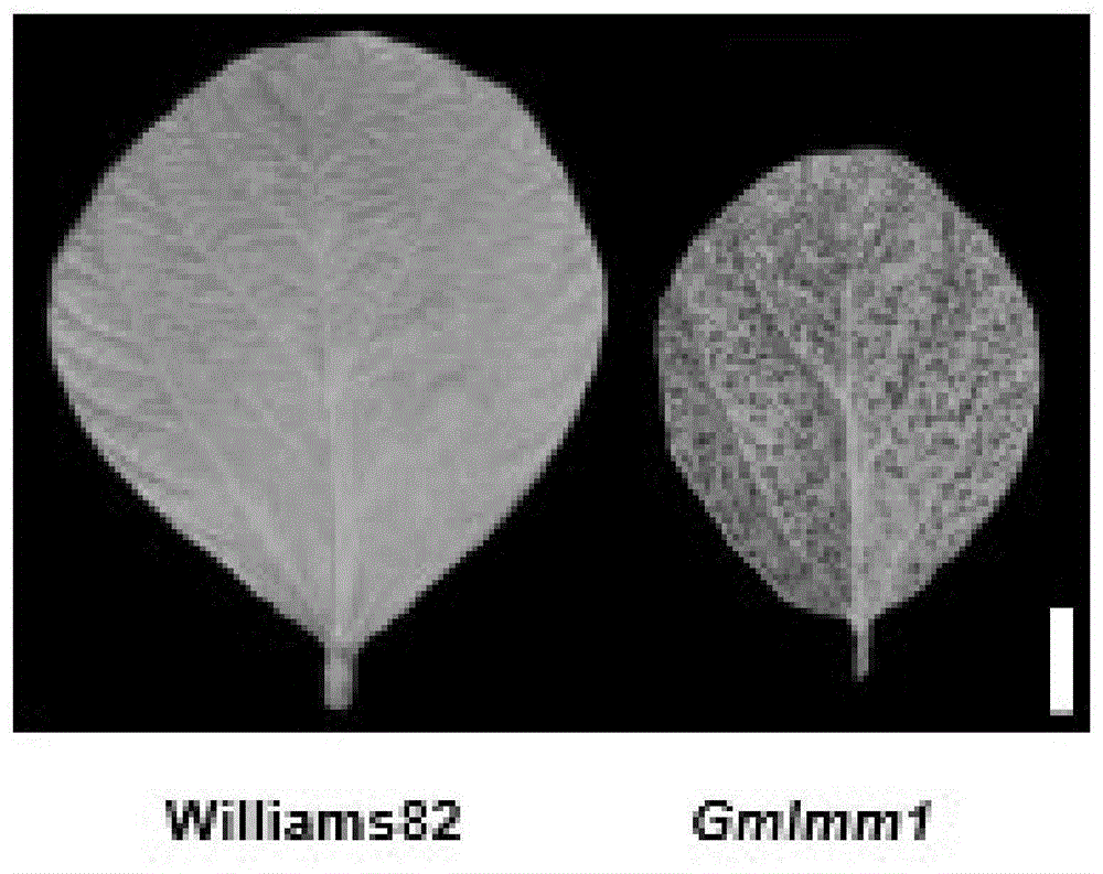 大豆抗疫霉病相关基因GmLMM1的应用的制作方法